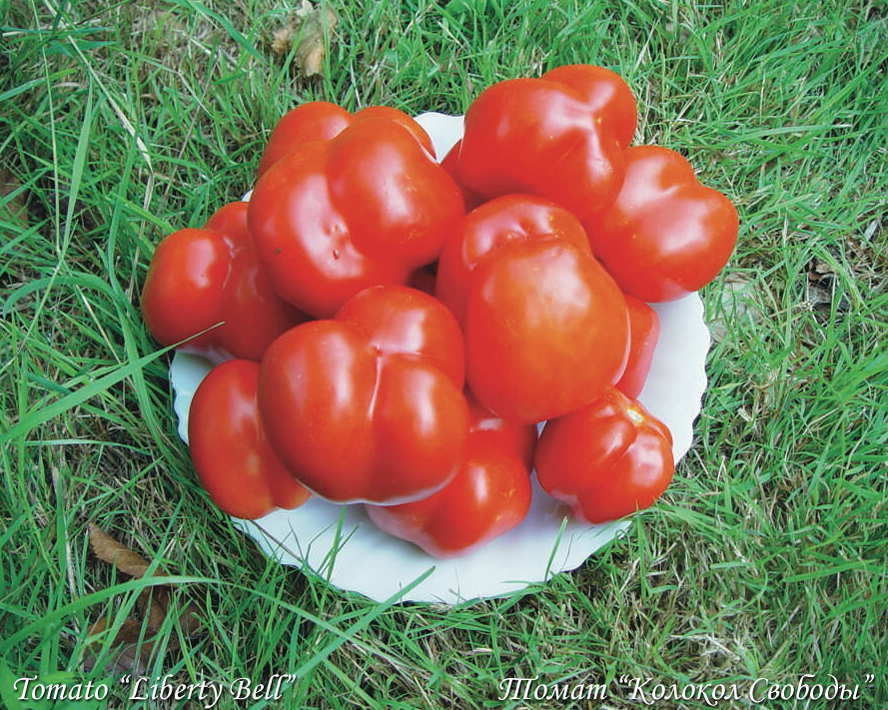 Tomato Liberty Bell, Помидор Колокол Свободы